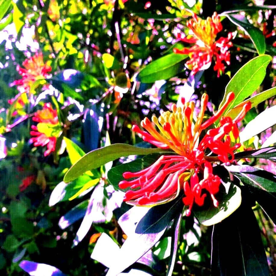 Chilean Firebush Tree Seeds - 10 Pack, Embothrium coccineum, Rare Flame Flower Plant Seeds for Garden, Landscaping