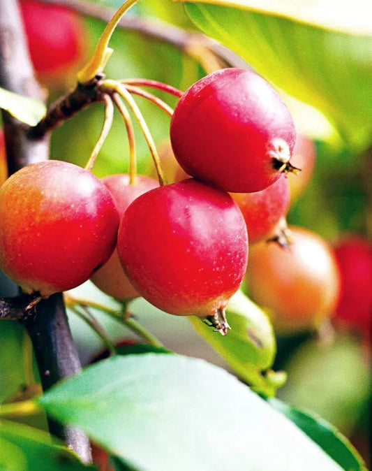 Callaway Crabapple Seeds - 25+ Seeds for Garden Planting - Malus floribunda - USA