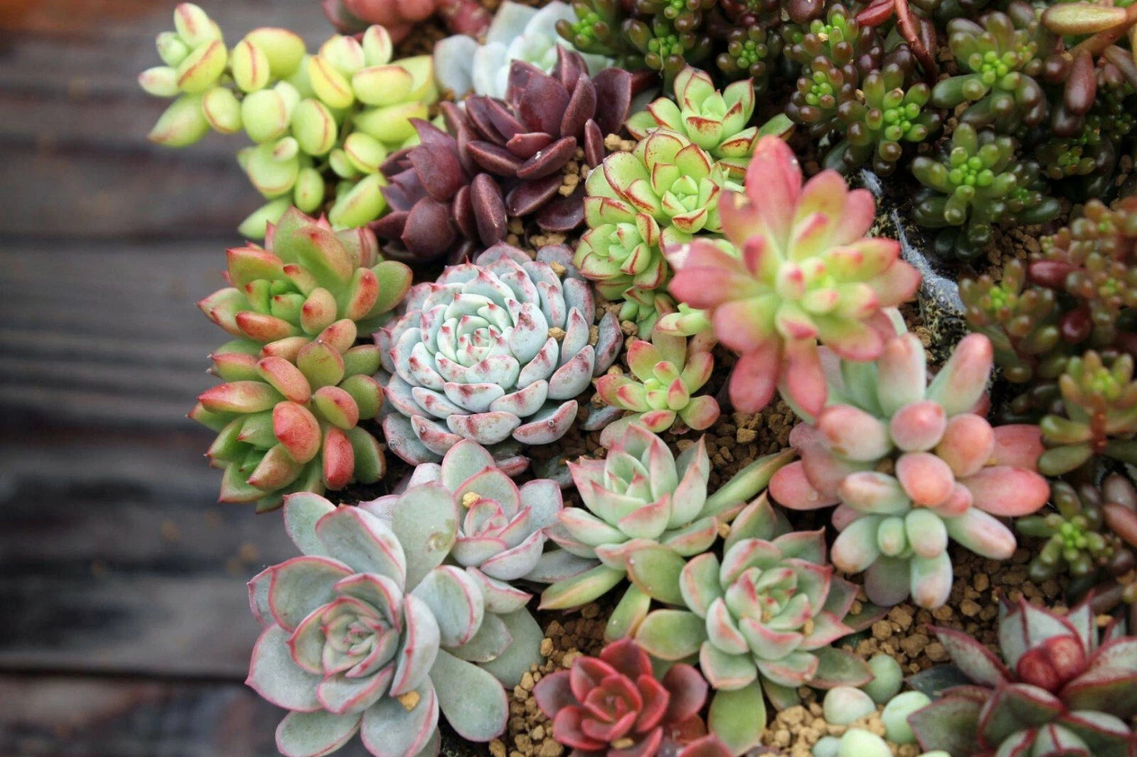 Assorted Succulent Cuttings Set, 10 Varieties for Garden Decor, Ideal for DIY Terrariums and Plant Arrangements