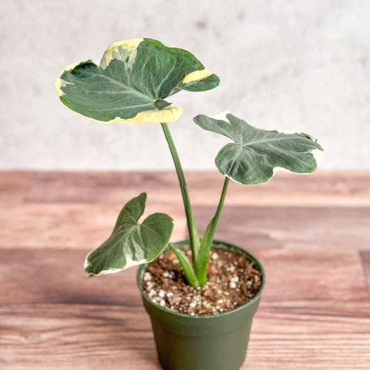 Mickey Mouse Upright Elephant Ear Plant - 2.5" Pot - Alocasia Xanthosoma - Unique Foliage