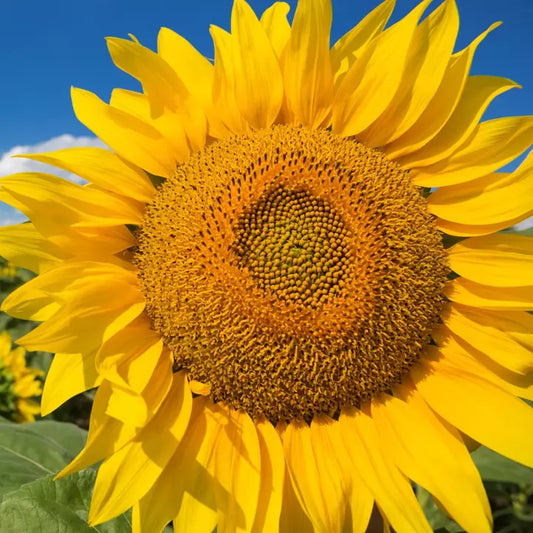 Mammoth Grey Stripe Sunflower Seeds | Giant Russian Sunflower Seeds | Helianthus annuus | 2025 Planting Season