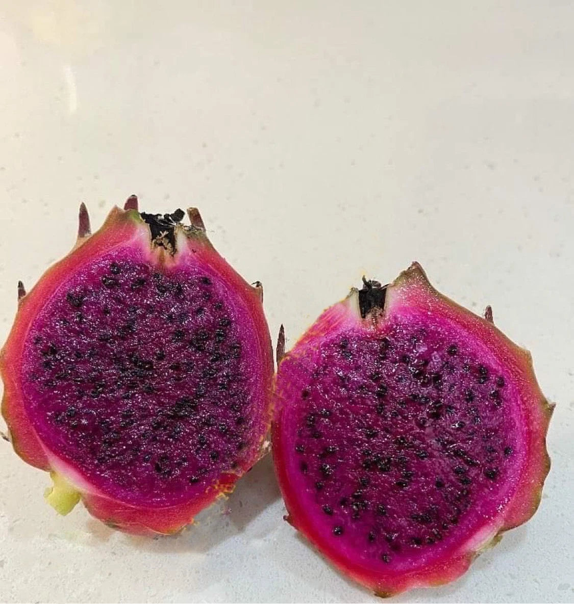 Black Africanis Plant 8"-10" | Unique Indoor Houseplant | African Violet (Saintpaulia)