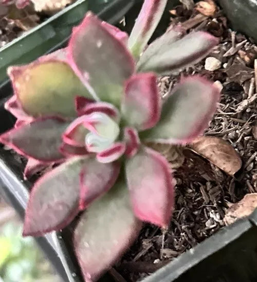 echeveria fuzzy succulent Succulent Echeveria Pulvinata 3" Fuzzy Plant Red Green