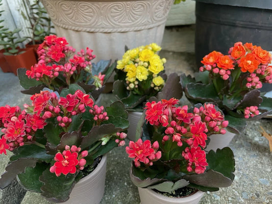 Kalanchoe Live Plant - Assorted Colors - Well-Rooted Calandiva - Indoor Flowering Houseplant