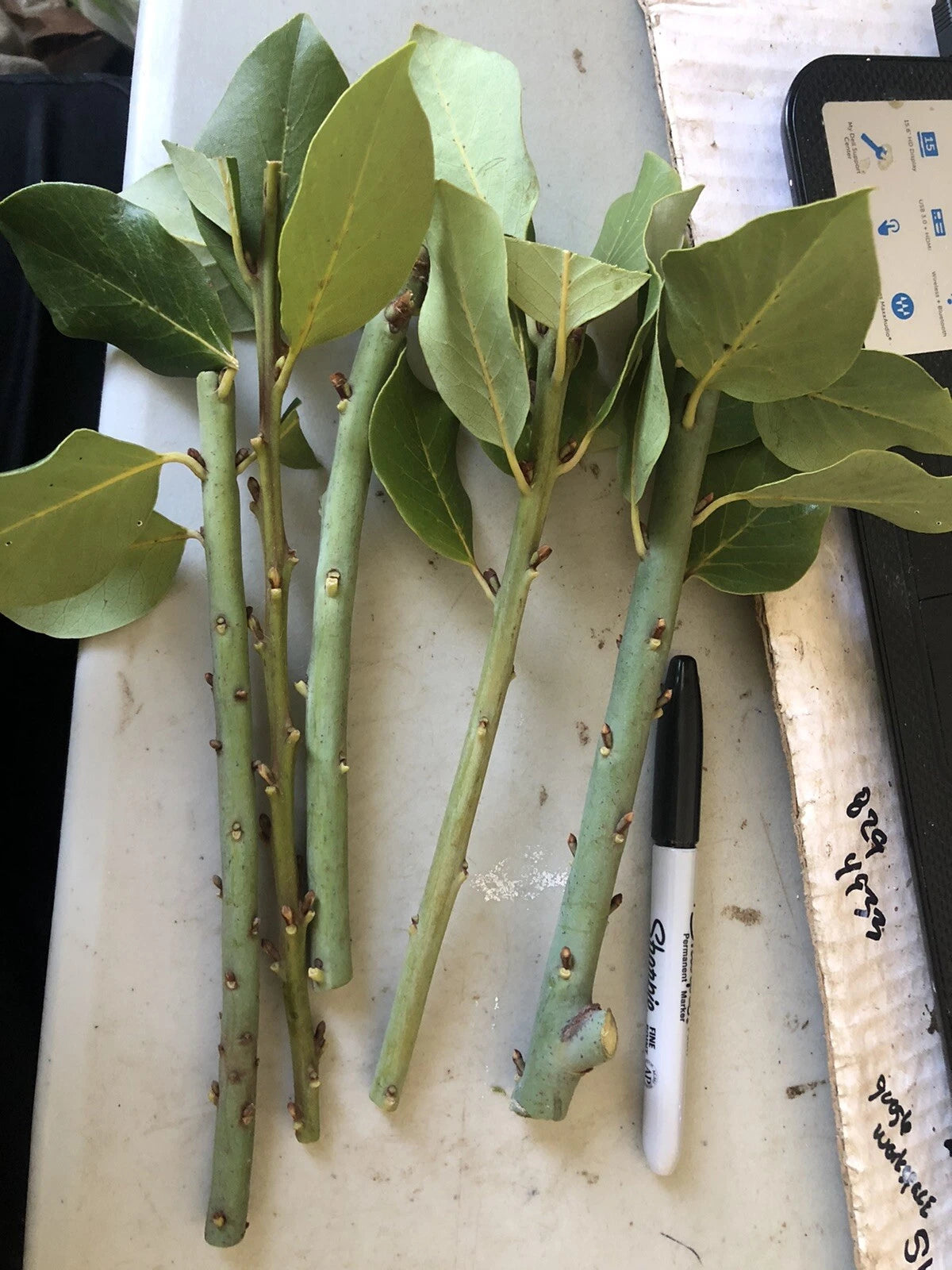 10 Bay Laurel Cuttings (Laurus nobilis) | Sweet Bay Herb Unrooted Starter Plants for Growing | Culinary, Medicinal, Aromatic