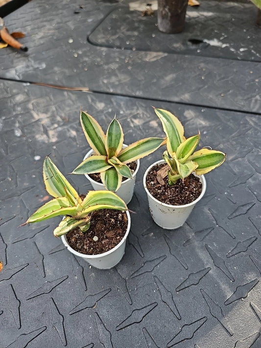 Agave Lophantha ‘Quadricolor’ Succulent 2" Pot - Quadricolor Century Plant, Drought-Tolerant, Indoor/Outdoor Decor