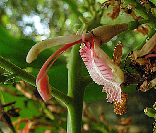 Live Spice Ginger Plant - Alpinia galanga - Galangal Herb with White Pink Flowers - Rooted for Growing