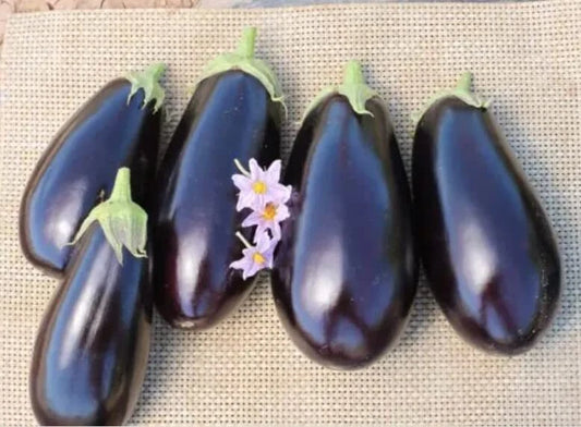 American Eggplant Seeds - 20 Seeds - All American Favorite - Solanum melongena
