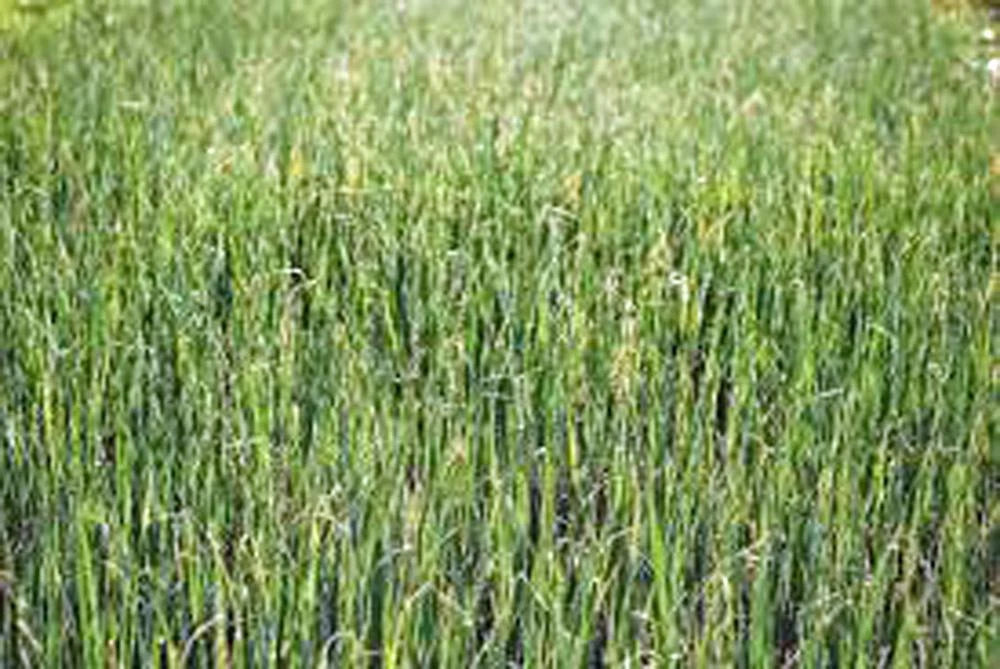 Alfalfa Sprouts Seeds - 1000 Heirloom Non-GMO Alfalfa Seed Pack (Medicago sativa)