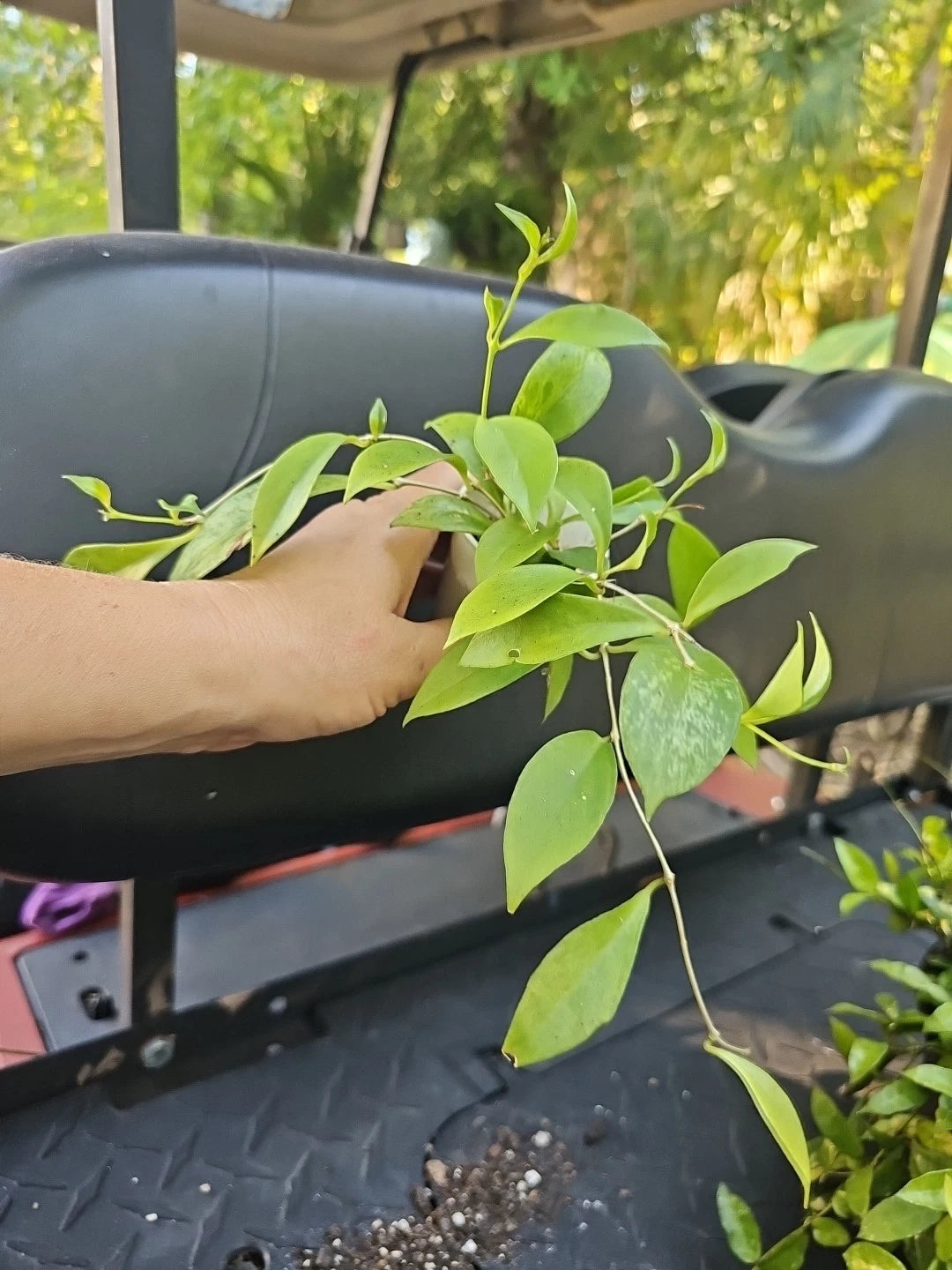 Aeschynanthus Lipstick Plant Mini Variegated 2" Pot - Indoor Houseplant, Tropical Greenery, Unique Foliage
