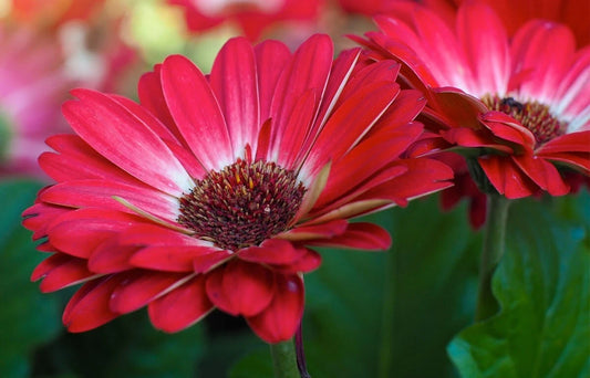 200+ White & Red Gerbera Daisy Seeds for Garden Planting - Gerbera jamesonii - USA Grown, Non-GMO, Easy to Grow.