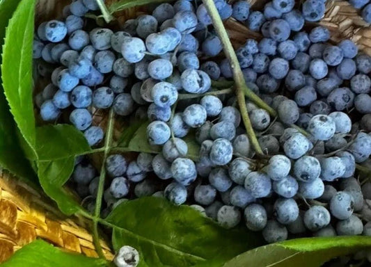 Blue Elderberry Seeds - 50+ Seeds (Sambucus Caerulea) + Free Poha Berry Seeds - Edible Plants, Perennial Garden Seeds