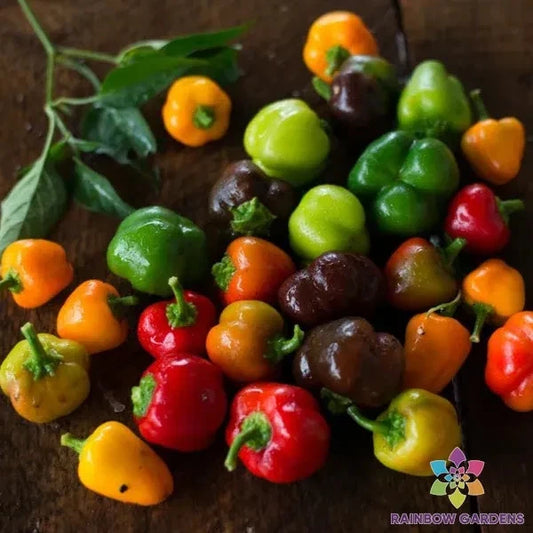 Mini Bell Blend Sweet Pepper Seeds - 25+ Pack - Garden Variety - Capsicum annuum - USA