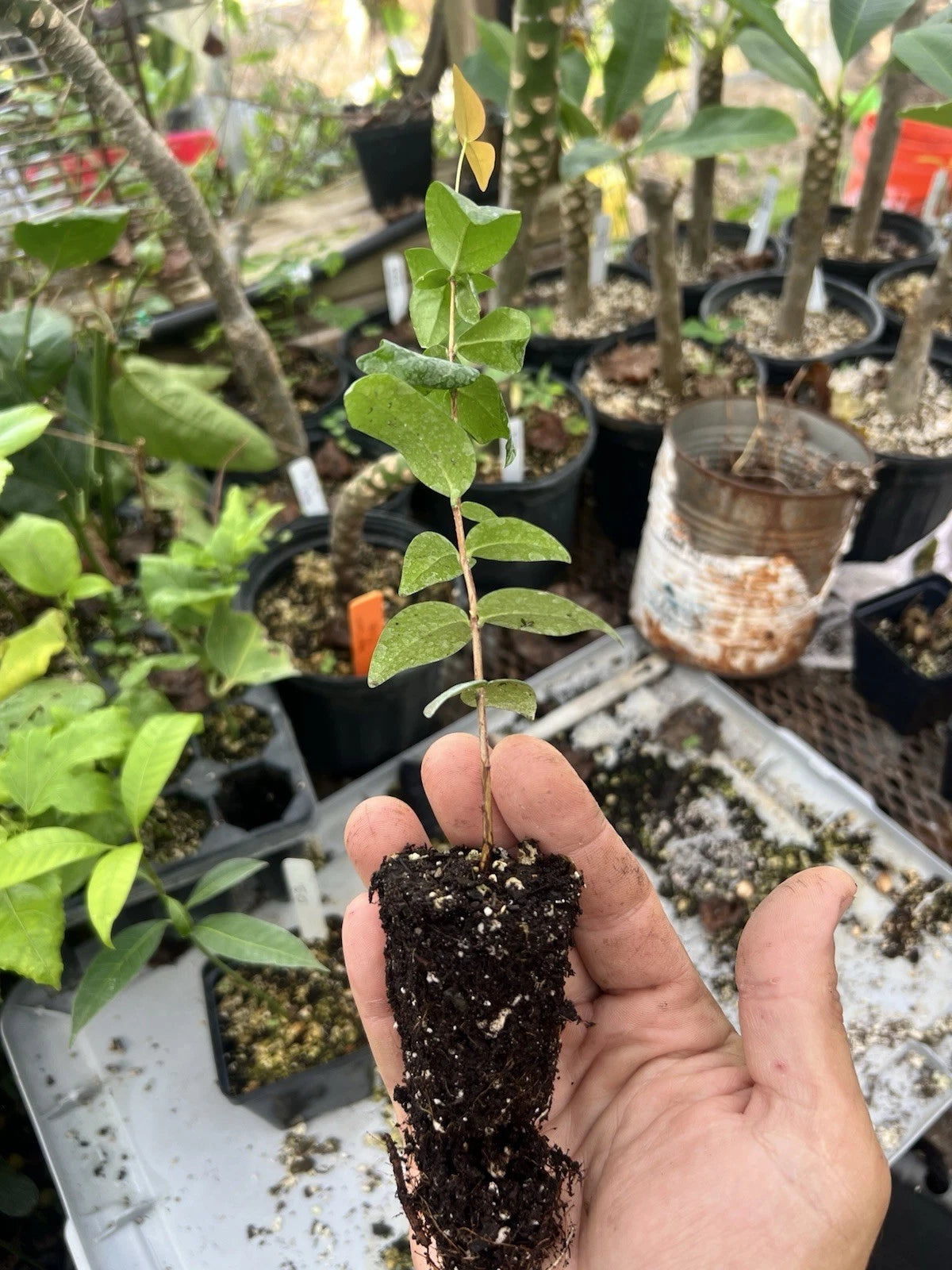 1 Surinam Cherry Plant (Eugenia uniflora) | Bare Root Starter | Pitanga | Tropical Fruit Tree | Edible Hedge | Fast Growing