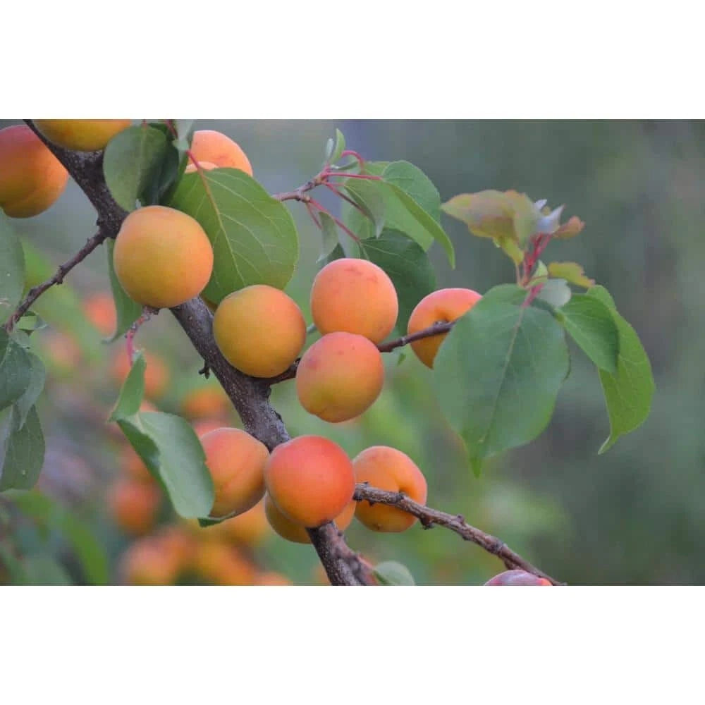 Dwarf Moorpark Apricot Tree - Bare Root, 3-4 ft, Sweet Fruit, Prunus armeniaca