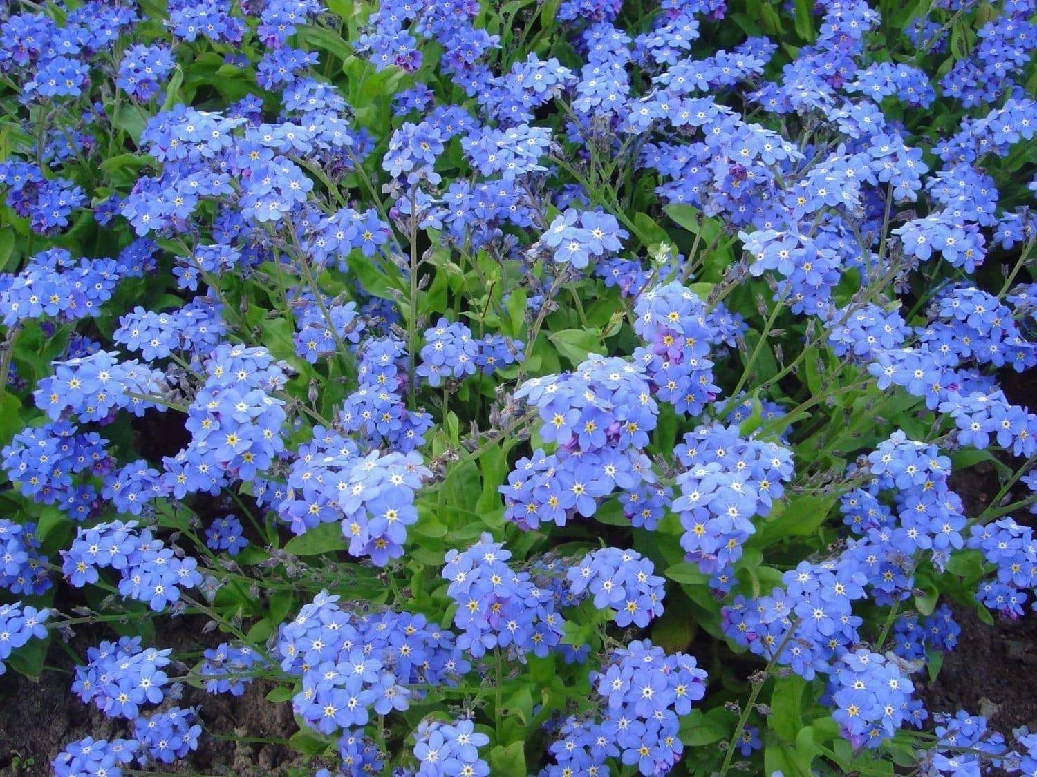 Chinese Forget Me Not Seeds - 200+ Blue Annual Wildflower - Myosotis asiatica - USA Free Shipping