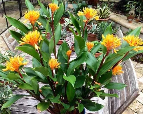 Golden Brush Dwarf Ginger Plant - Small Rooted Starter - Burbidgea schizocheila - Tropical Perennial for Gardens and Containers