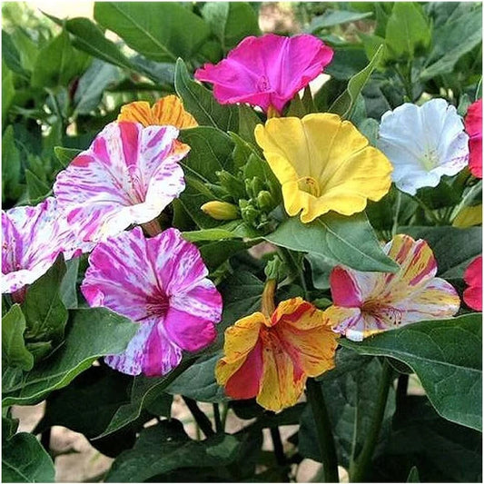 Four O'Clock Seeds - 100+ Broken Colors - Tender Perennial - Mirabilis jalapa