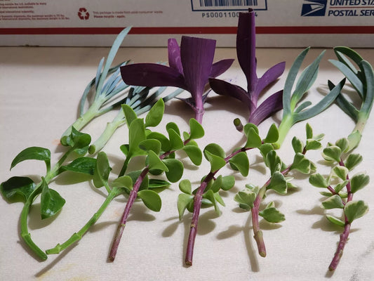 12 Piece Live Plant Assortment for Rooting - 6 Varieties, 2 Each - Ideal for Gardening, Indoor Decor, and Plant Enthusiasts
