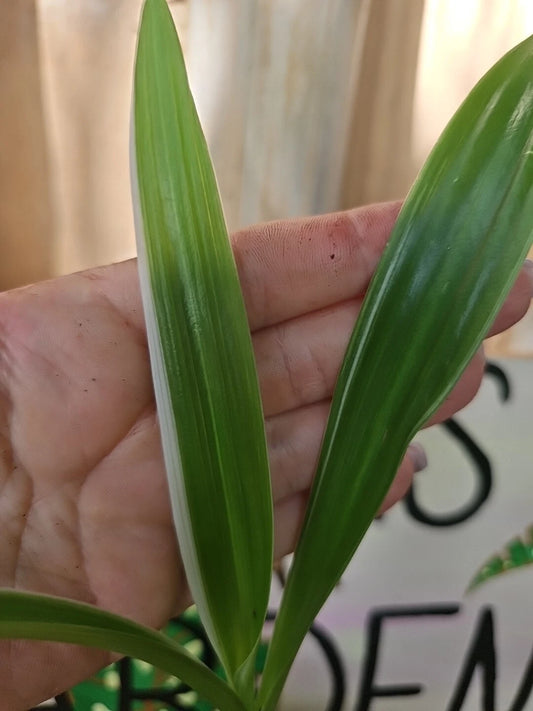 Crinum Lily Live Plant 3" Pot Variegated Giant Crinum Asiaticum Spider Lily