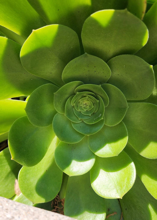 Aeonium Canariense Succulent Plant Cutting 5"-6" Green Large