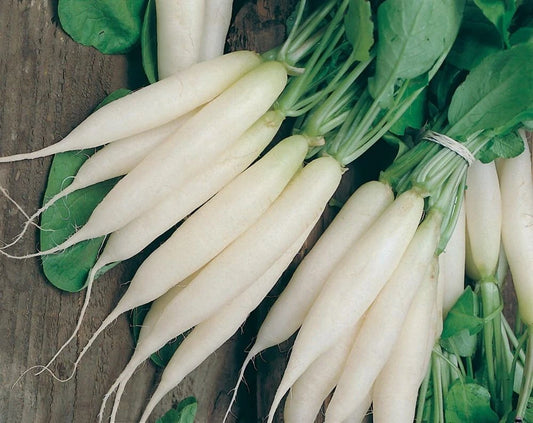 50+ Organic Heirloom White Icicle Radish Seeds - NON-GMO, Fresh, Rare - Perfect for Home Gardening, Vegetable Garden