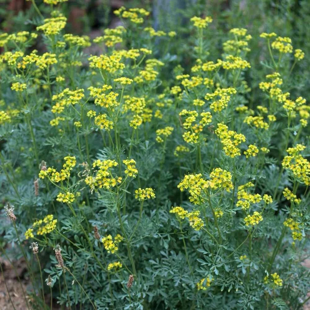 Rue Seeds 100+ Pack | Medicinal Herb | Non-GMO | Ruta graveolens | Free Shipping USA