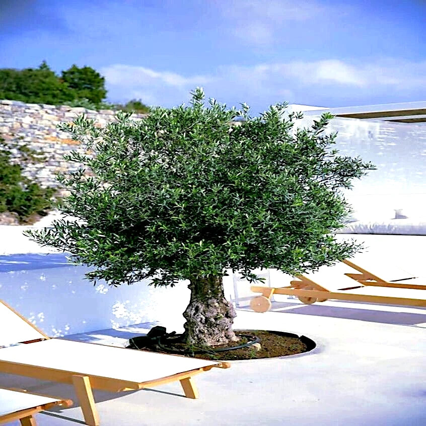 20 Canino Olive Tree Seeds - Olea europaea - European Common Edible Fruit Plant for Gardening and Landscaping
