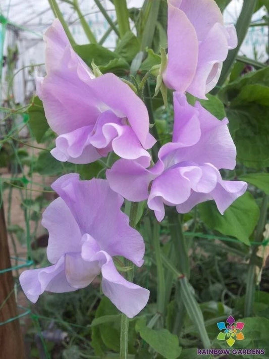 Misty Mountain Sweet Pea Seeds - 50+ Pack - Garden Planting - Lathyrus odoratus - USA