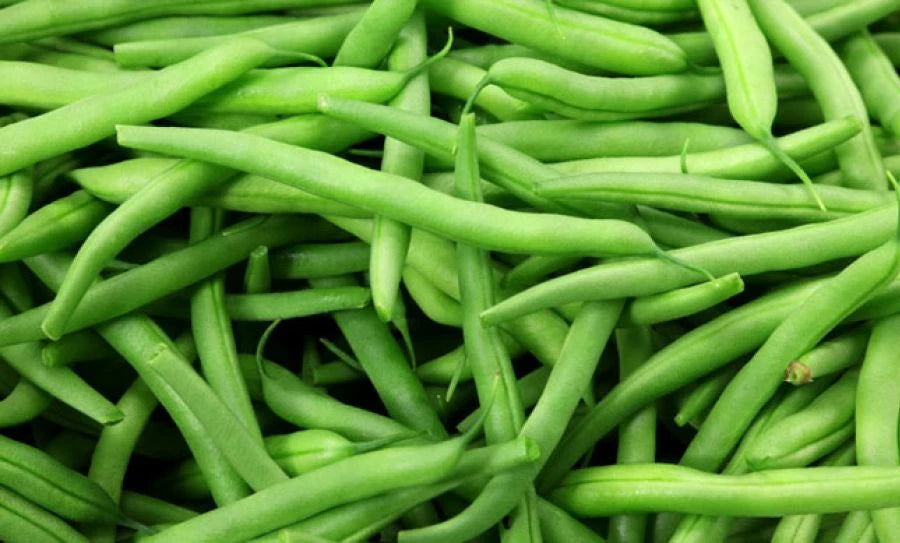 Blue Lake Pole Bean Seeds - Fresh Green Bean Seeds - Non-GMO - Phaseolus vulgaris
