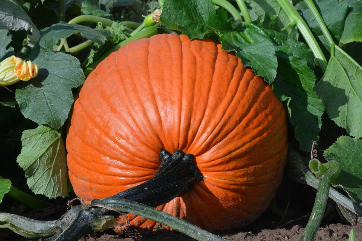 Everest Pumpkin Seeds - Large Jack O'Lantern Variety - Fresh Pumpkin Seed for Planting - Cucurbita pepo