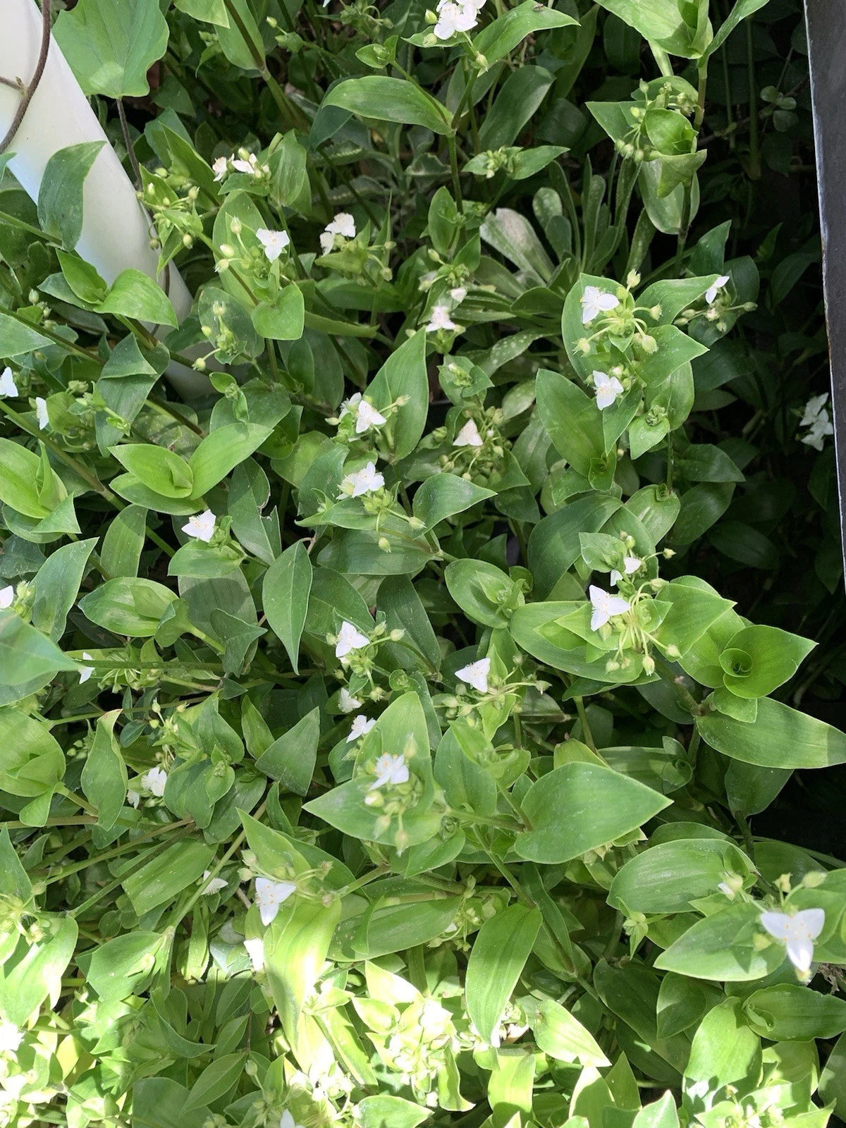 10 Cuttings Tradescantia Green Wandering Jew, Live Plant Propagation, Tradescantia zebrina