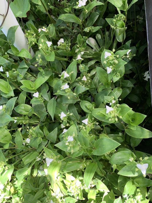 10 Cuttings Tradescantia Green Wandering Jew, Live Plant Propagation, Tradescantia zebrina