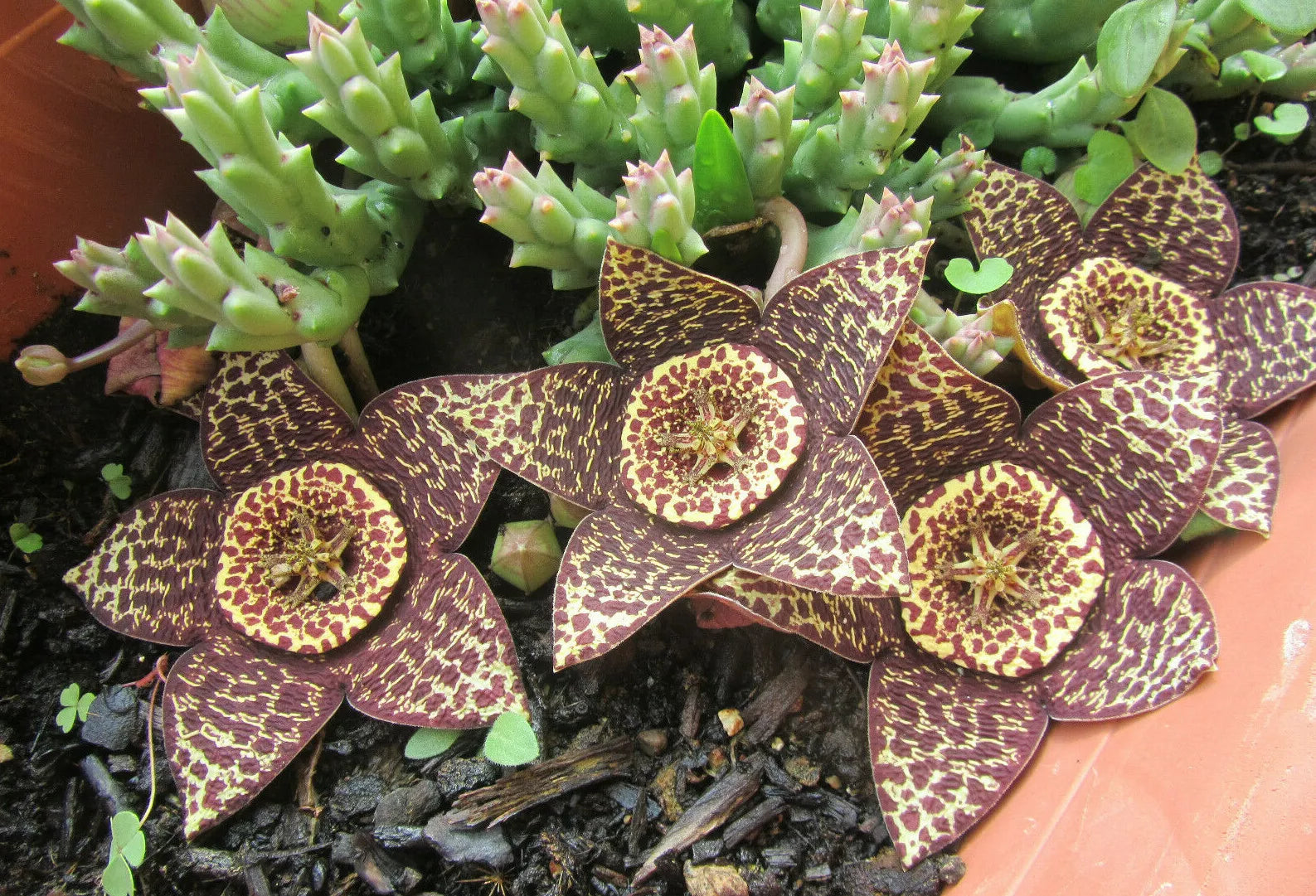 orbea variegata Orbea Variegata Plant - 3