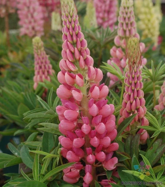 Gallery Pink Lupine Seeds - 25+ Pack - Lupinus polyphyllus - Ideal for Garden Planting - USA