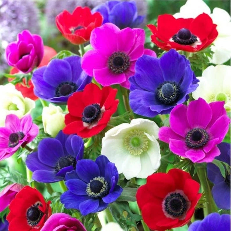 Anemone De Caen Mix Flower Bulbs 5-Pack, Dutch Windflowers, White/Pink/Red/Blue, Anemone coronaria