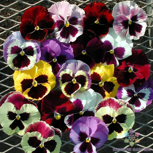 Majestic Giants Mix Pansy Seeds - 200+ Premium Viola Seeds for Garden - USA Grown, Free Shipping