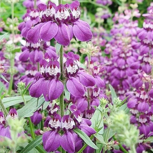 Chinese Houses Wildflower Seeds - 500 Non-GMO Pollinator Attractor - Shade or Sun - Collinsia heterophylla