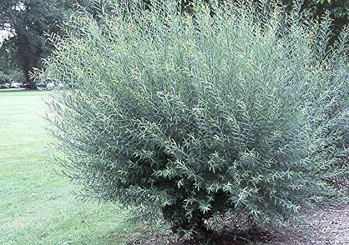 2 Basket Willow Bush Cuttings - Salix purpurea - Prized Branches for Wreaths and Crafts