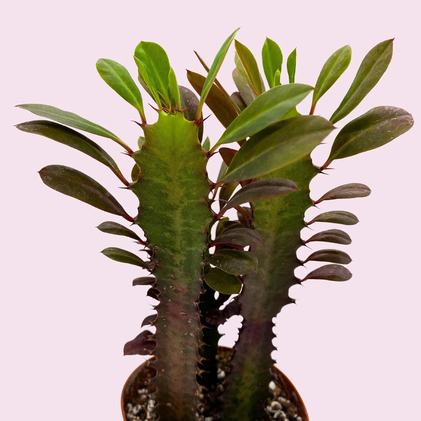 African Milk Tree Cuttings - Euphorbia trigona - Succulent Plant - Easy Care Indoor/Outdoor Greenery