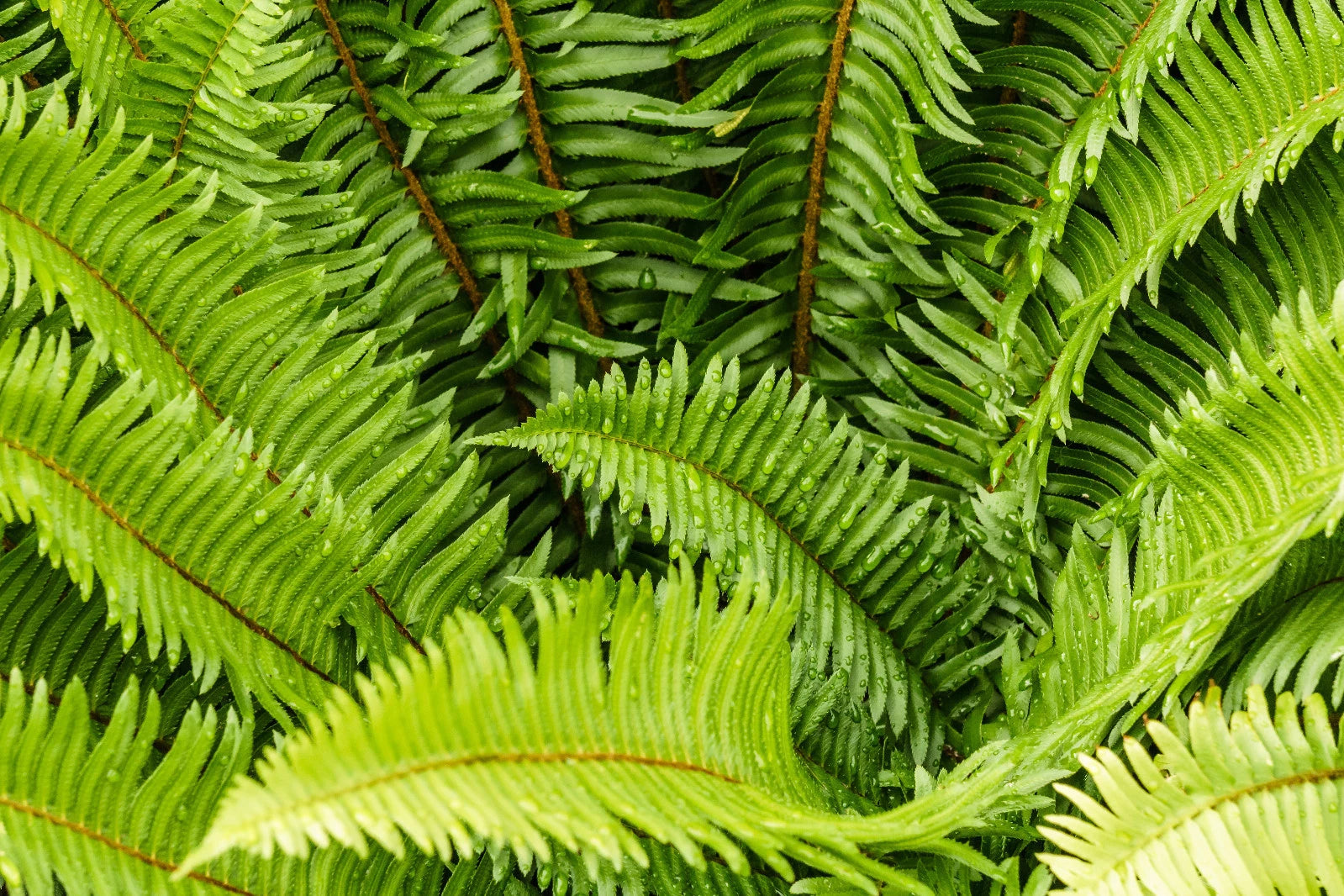 Western Sword Fern Seeds, Large 3' x 3', Hardy to -4°F, Polystichum munitum, Ideal for Gardens and Landscaping