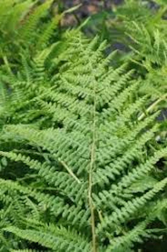 Lady Fern Roots - 3 Bare Root Plants - Athyrium Filix-Femina - Hardy Perennial Ferns for Garden or Landscape