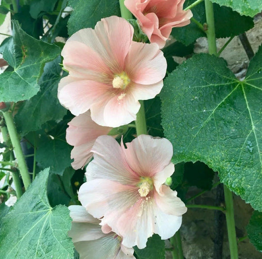 Hollyhock Flower Seeds - Peach Apricot - 30 Seeds - Alcea rosea