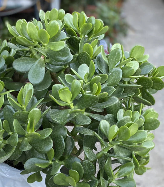 Jade Plant - 1 Rooted Plant - Crassula ovata - One Gallon Pot - Succulent Houseplant - Easy Care Indoor Plant