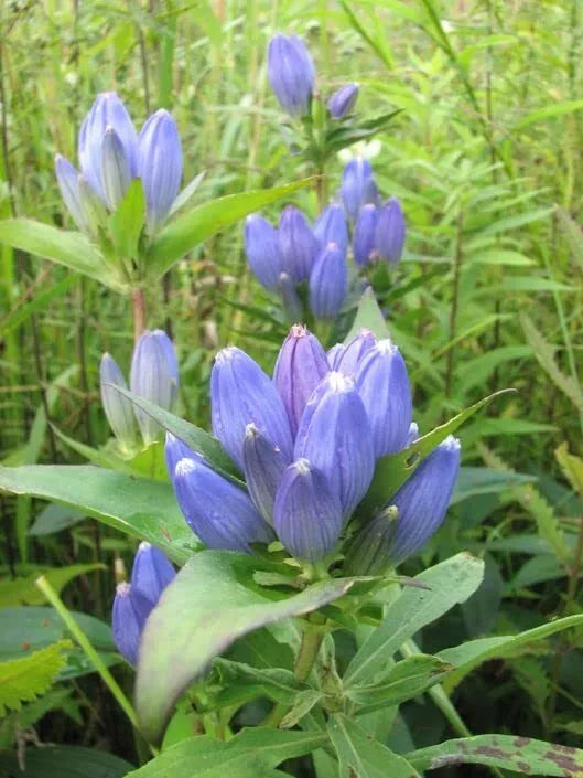 Bottle Gentian Flower Seeds - 100 Seeds - Gentiana andrewsii - Blue Perennial Wildflower Seeds for Planting