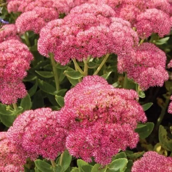 Sedum Autumn Joy Live Plant 1 Bare Root Pink Blooms Stonecrop Hylotelephium Spectabile Perennial 20-24" Tall Full Sun Drought Tolerant