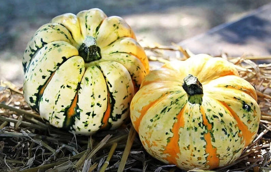 Carnival Squash Seeds - 10 Organic Seeds - Cucurbita pepo - USA Grown, Free Shipping