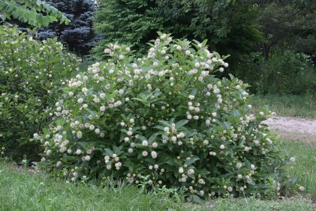 Buttonbush Live Plant Set of 2, 16+ Inches, Native Cephalanthus occidentalis, Fragrant Shrub for Wet Soils, Rain Garden.