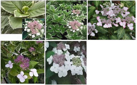 Hydrangea Cuttings 4-6" Ice Pink Purple White Flowers Variegated Foliage 5+2 Free