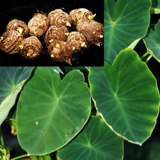 Dwarf Green Taro Bulbs - 10 Pack - Edible Tropical Plant for Koi Bog Pond - Colocasia esculenta